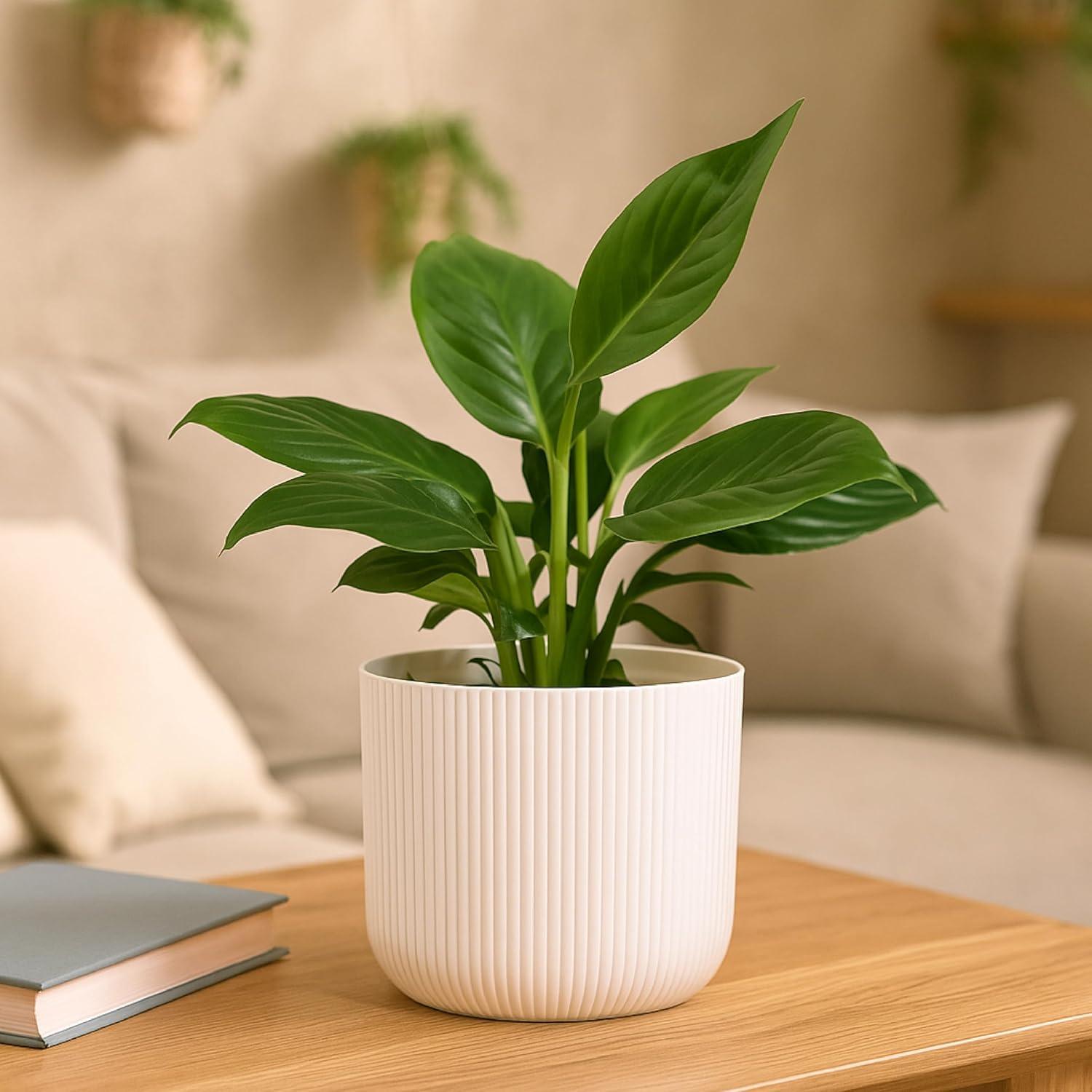 UGAOO Peace Lily Plant in White Ibiza Pot | Indoor Flowering Air-Purifying Plant for Home, Bedroom & Living Room Decor